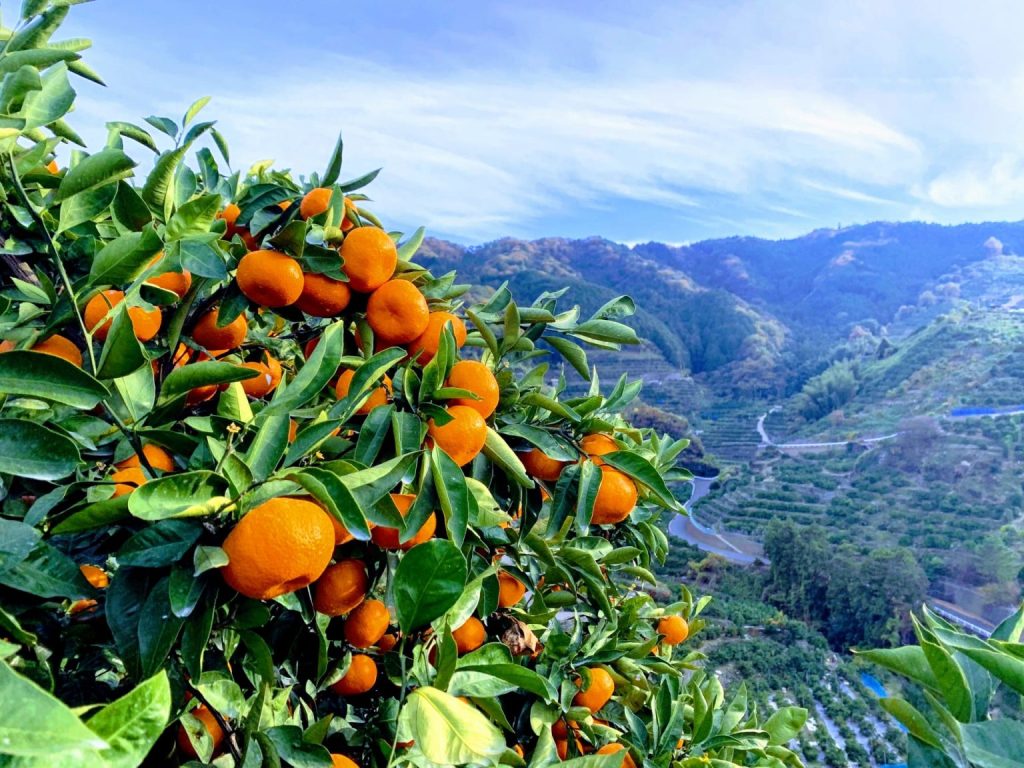 愛媛のみかん画像