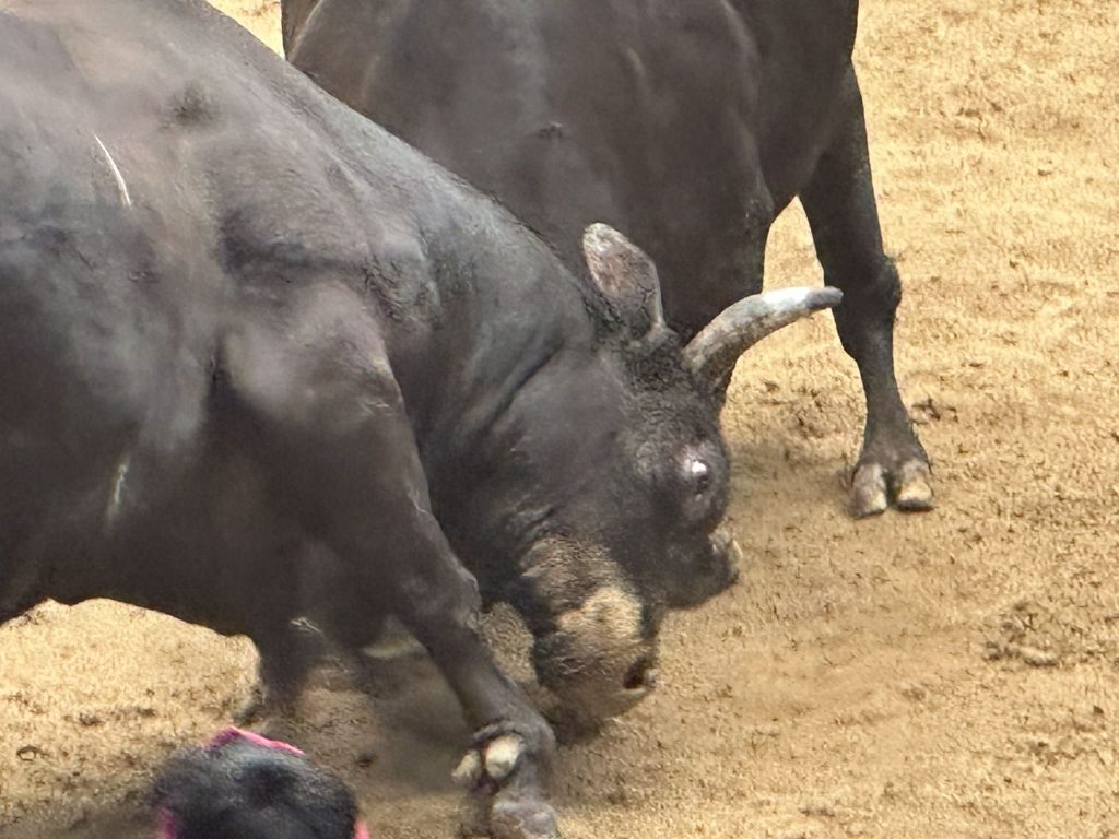 宇和島闘牛5