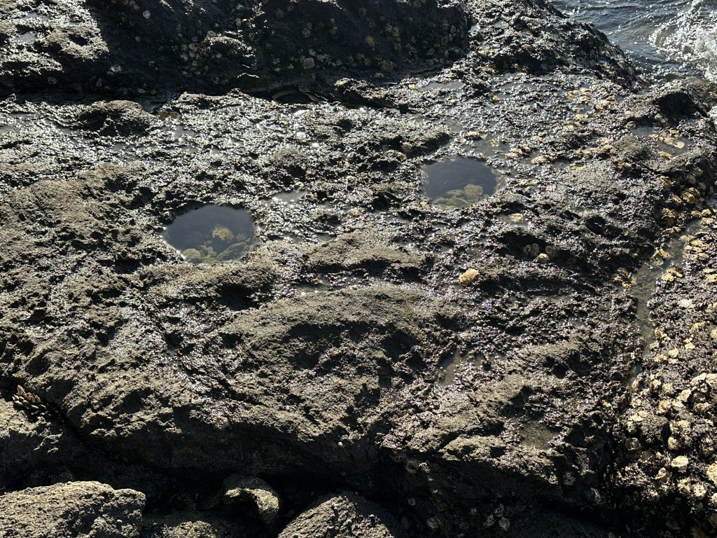 来島の岩礁ピット