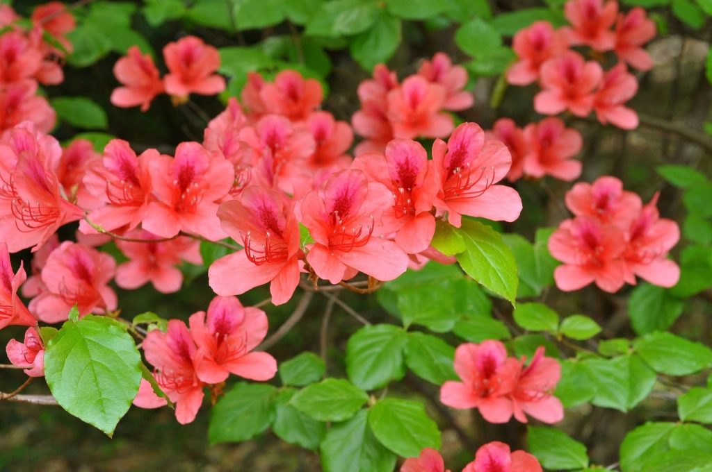 雄躑躅(オンツツジ)