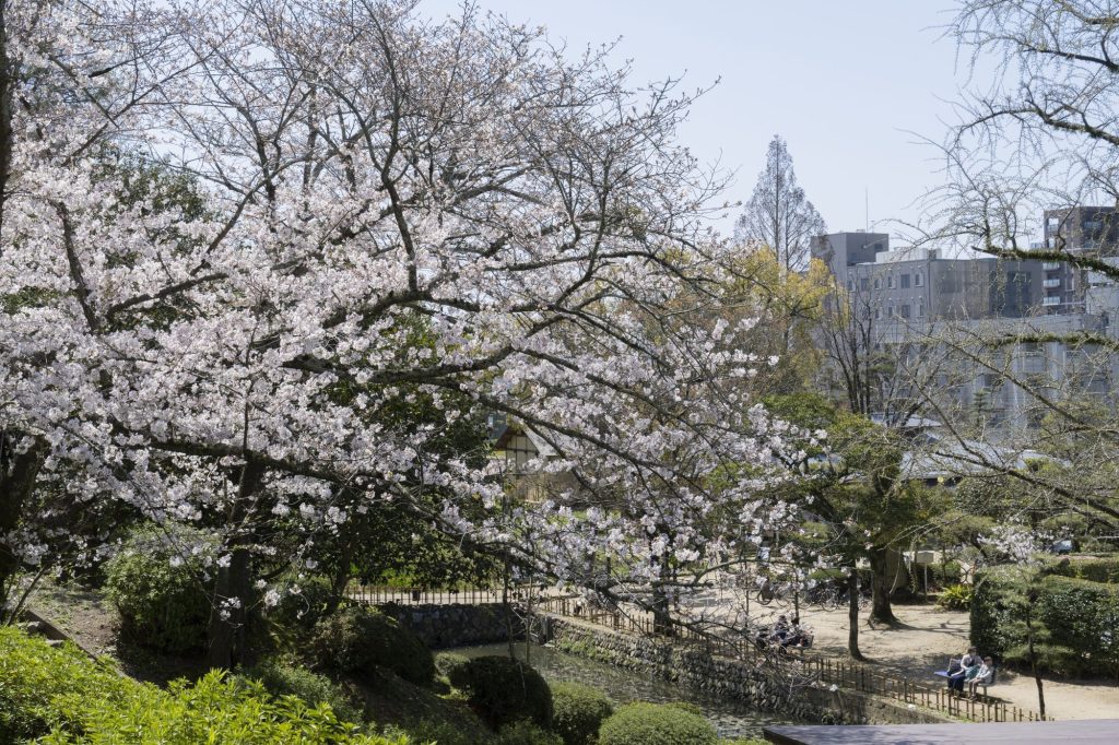 道後公園の桜