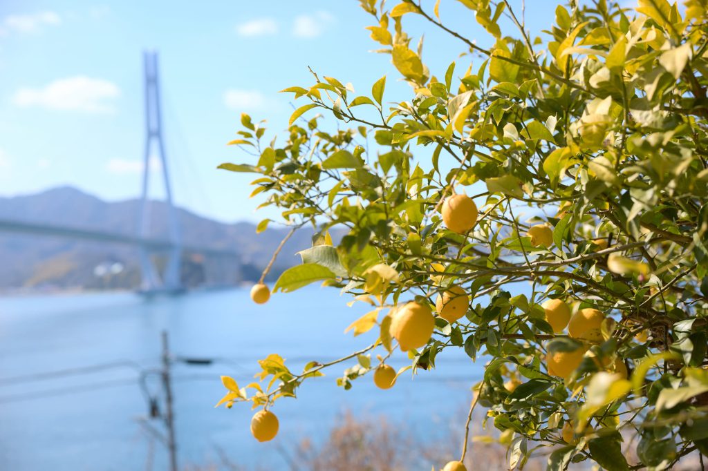 レモンとしまなみ海道