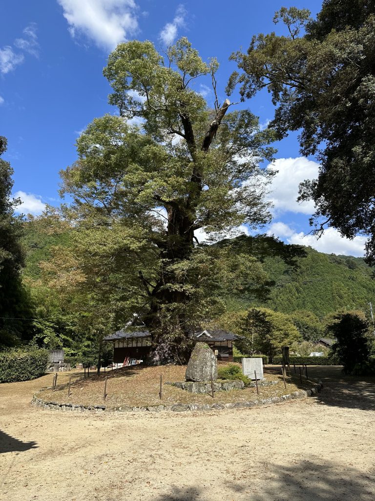 広瀬神社のケヤキ