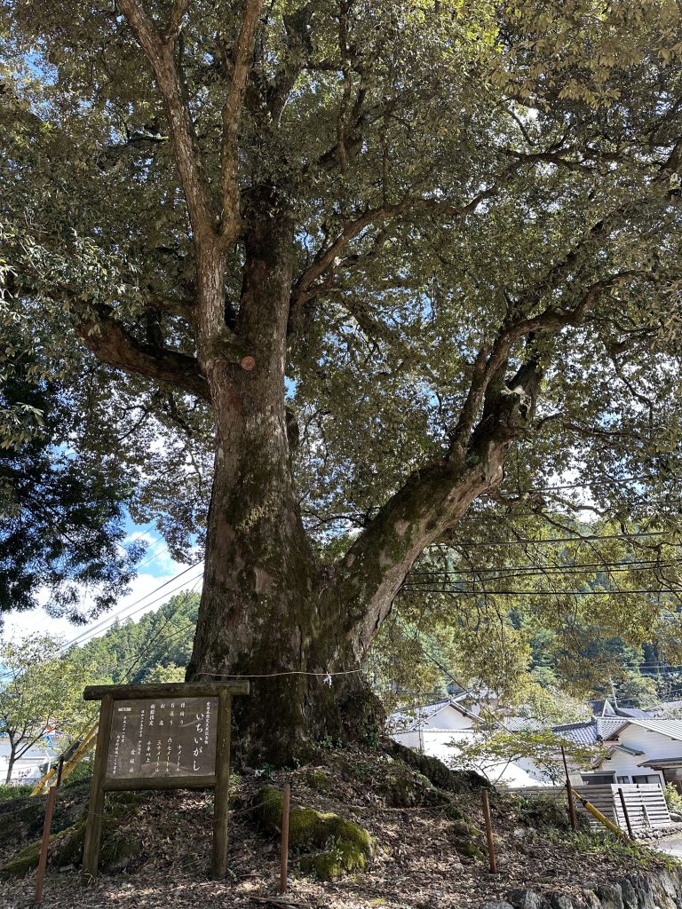 広瀬神社のイチイガシ