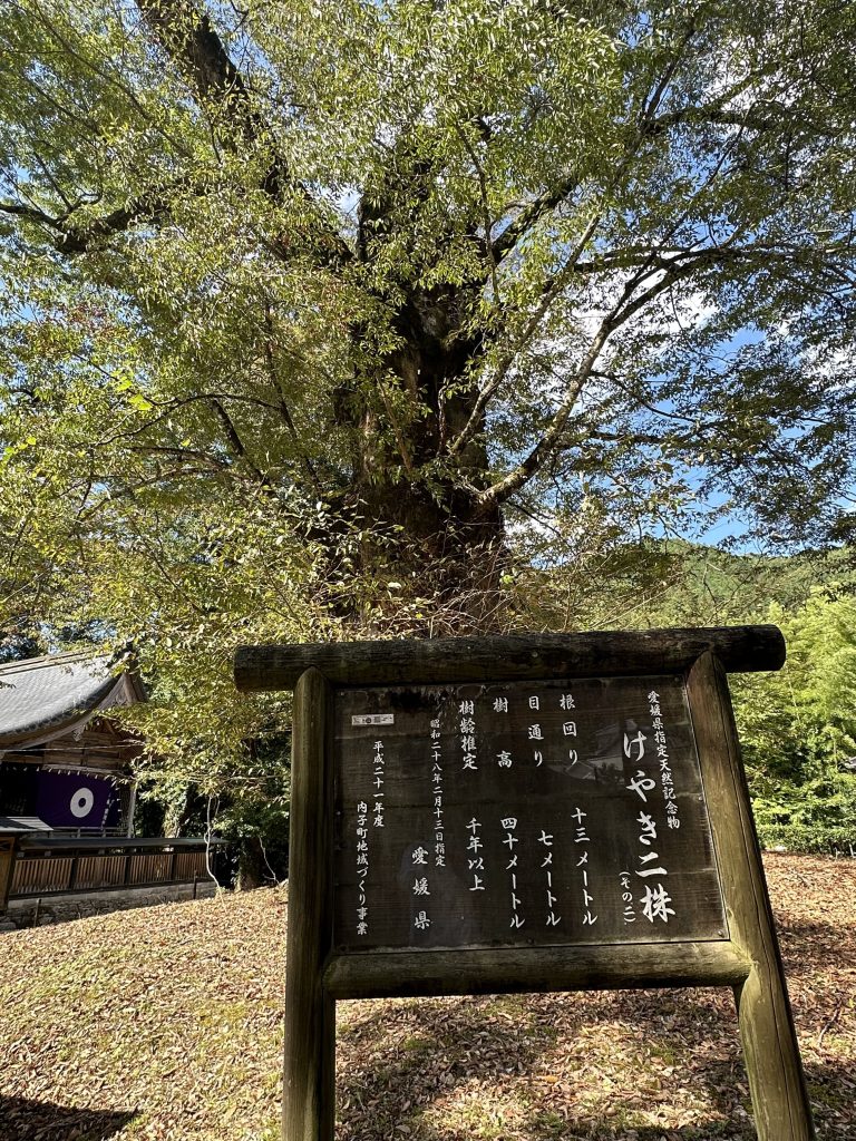 広瀬神社のケヤキ2株