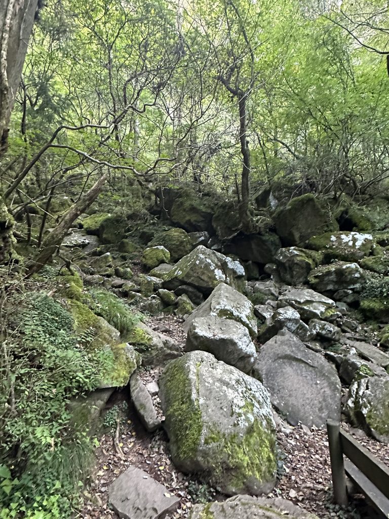 上林森林公園の森