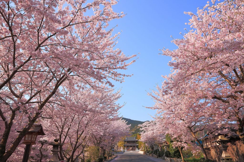 石鎚神社桜