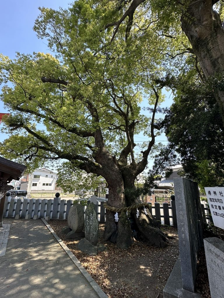 伊豫豆比古命神社(椿神社)古楠