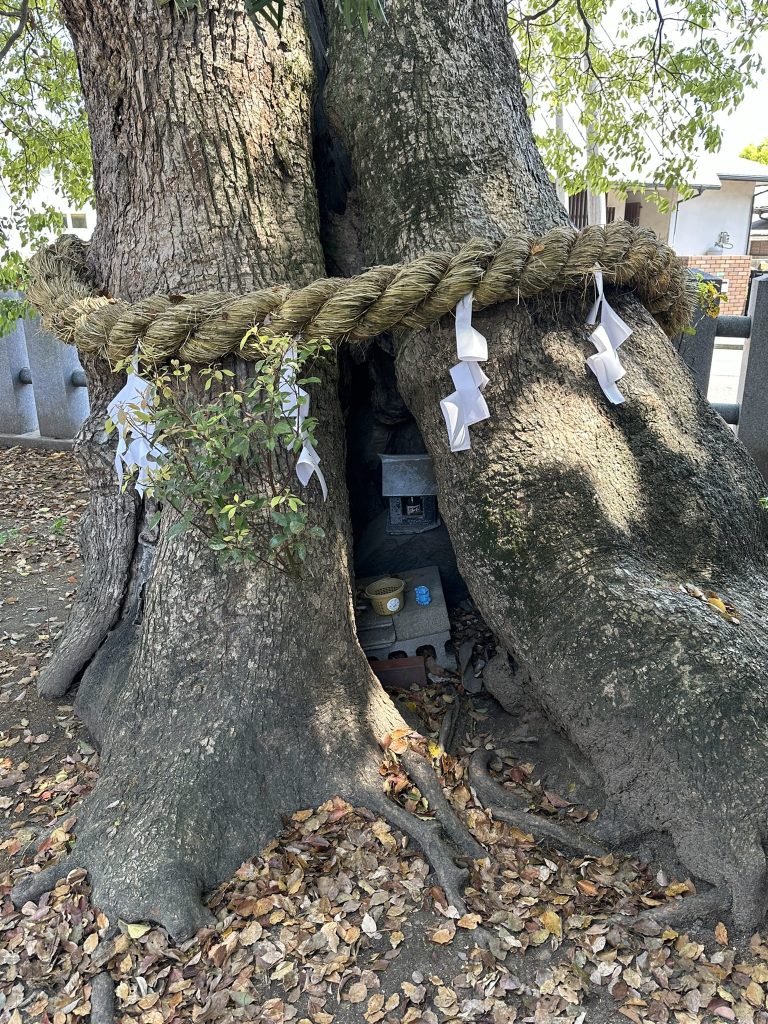 伊豫豆比古命神社(椿神社)古楠2