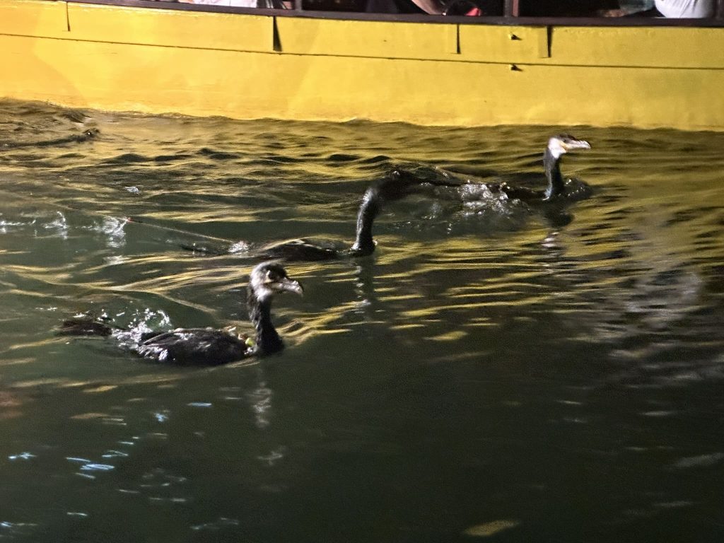 大洲の鵜飼写真