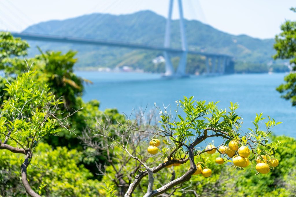 愛媛のみかん