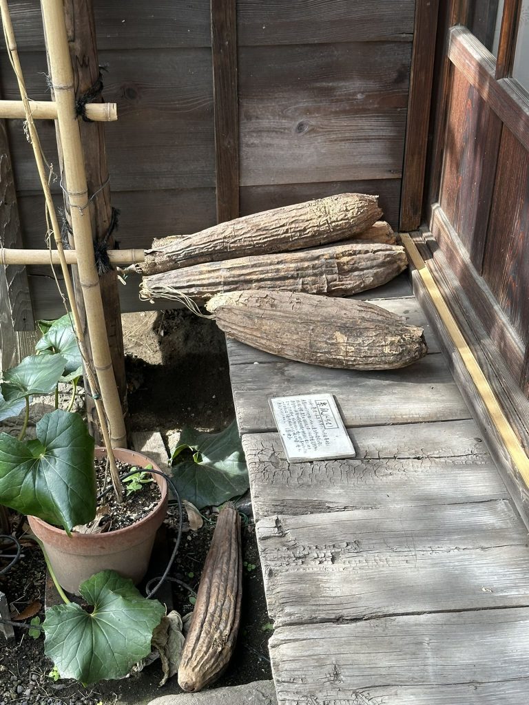 子規庵庭の瓢箪
