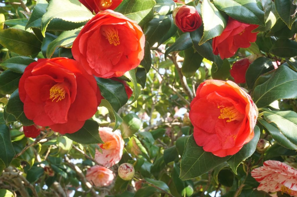 椿の花