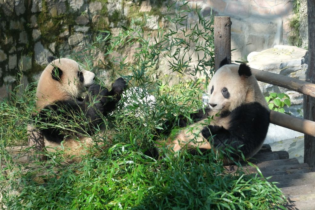 上海動物園