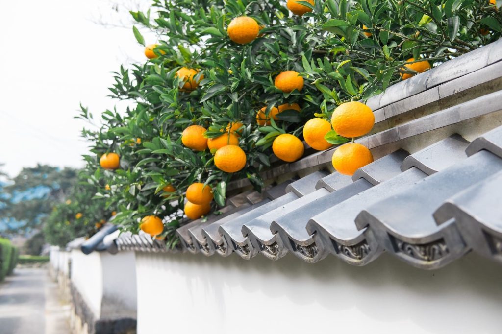 愛媛県松山市の写真