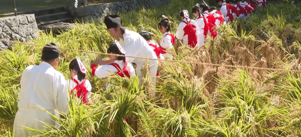 大山祇神社抜穂祭写真