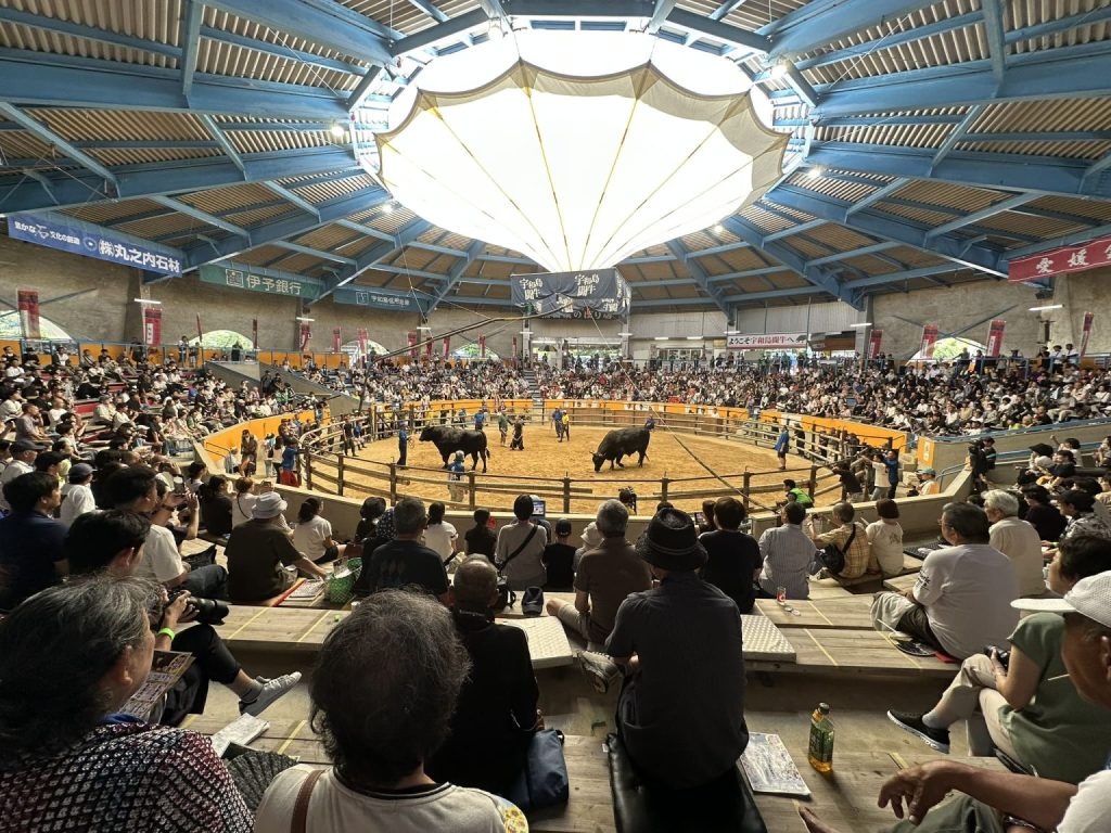 宇和島闘牛大会秋場所