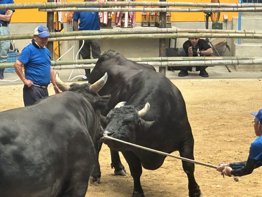 宇和島闘牛大会秋場所