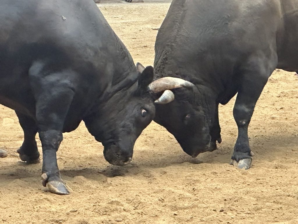 宇和島闘牛大会秋場所写真