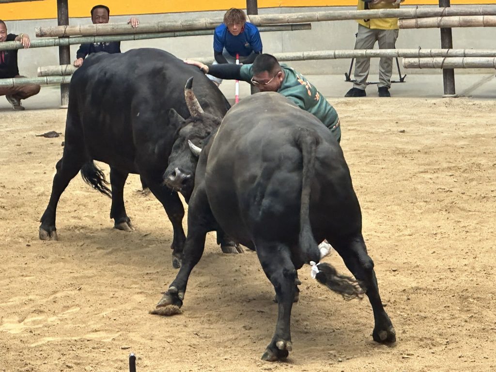 宇和島闘牛6