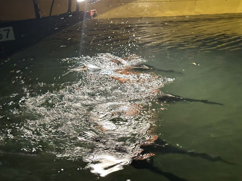 大洲の鵜飼写真