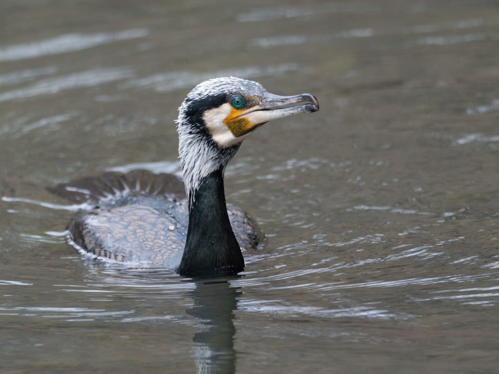 大洲の鵜飼の「うみう」写真