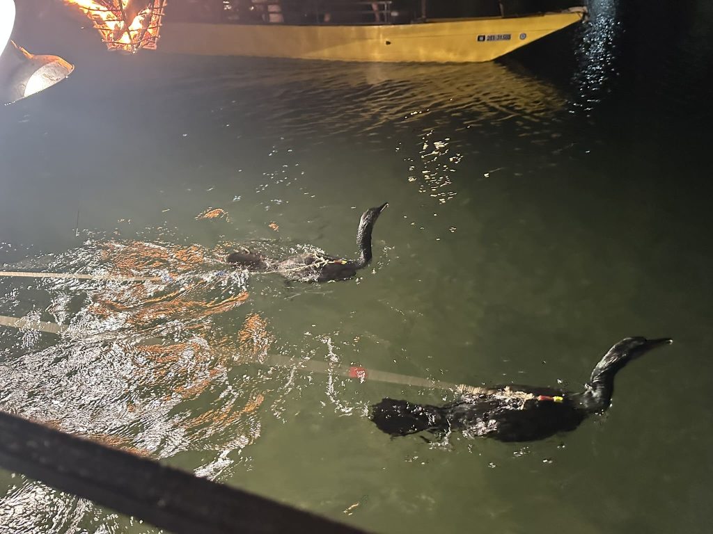 大洲の鵜飼写真