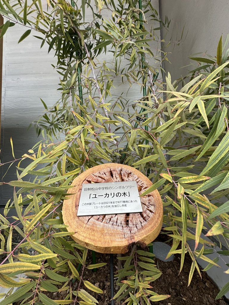 旧制松山中学校のシンボルツリーとして「ユーカリの木」