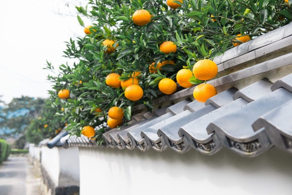 松山の昔の風景