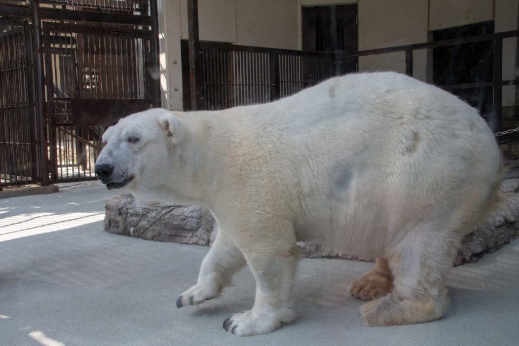 シロクマのピース