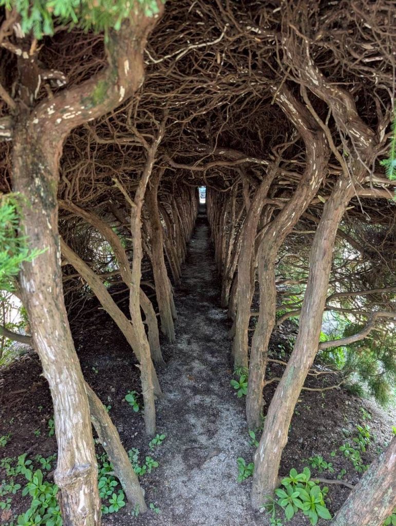 王子の森公園 木のトンネル（トトロトンネル）愛媛県八幡浜市