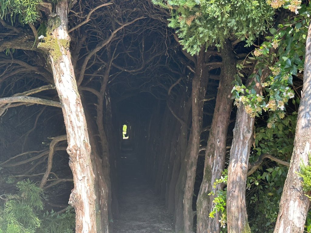 王子の森公園 木のトンネル（トトロトンネル）愛媛県八幡浜市