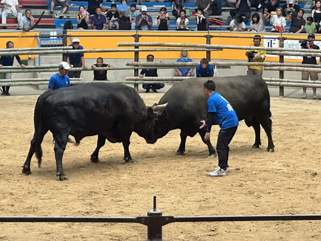 宇和島闘牛