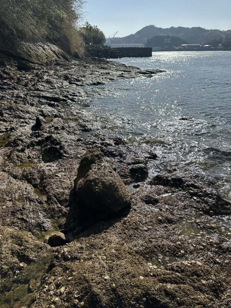 来島の岩礁ピット