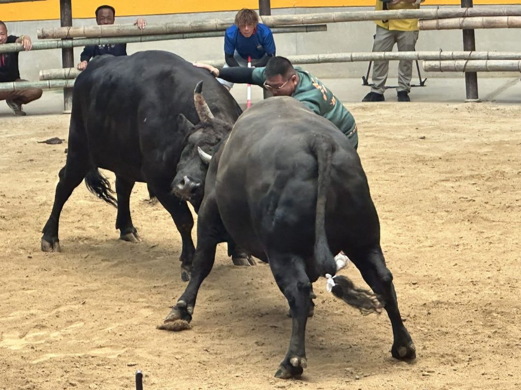 宇和島闘牛