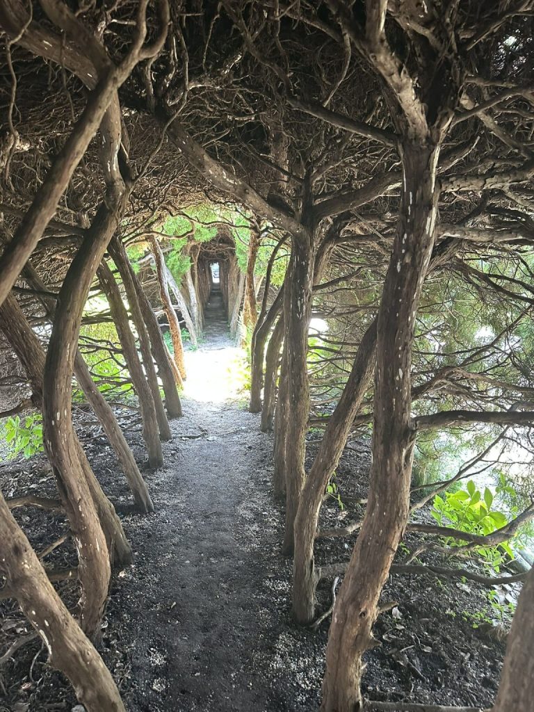 王子の森公園 木のトンネル（トトロトンネル）