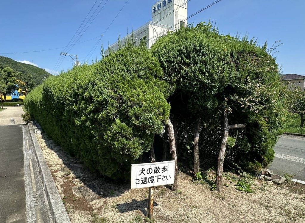 王子の森公園 木のトンネル（トトロトンネル）