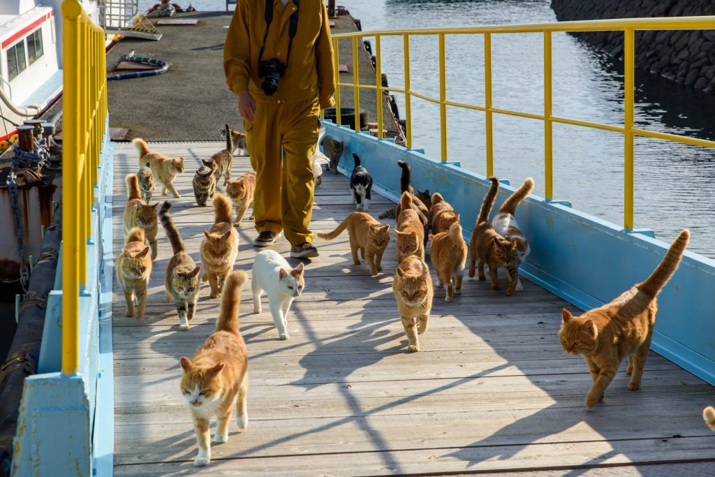 「瀬戸内海の猫の島」で有名な青島（愛媛県大洲市）
