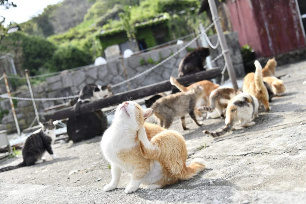 「瀬戸内海の猫の島」で有名な青島（愛媛県大洲市）