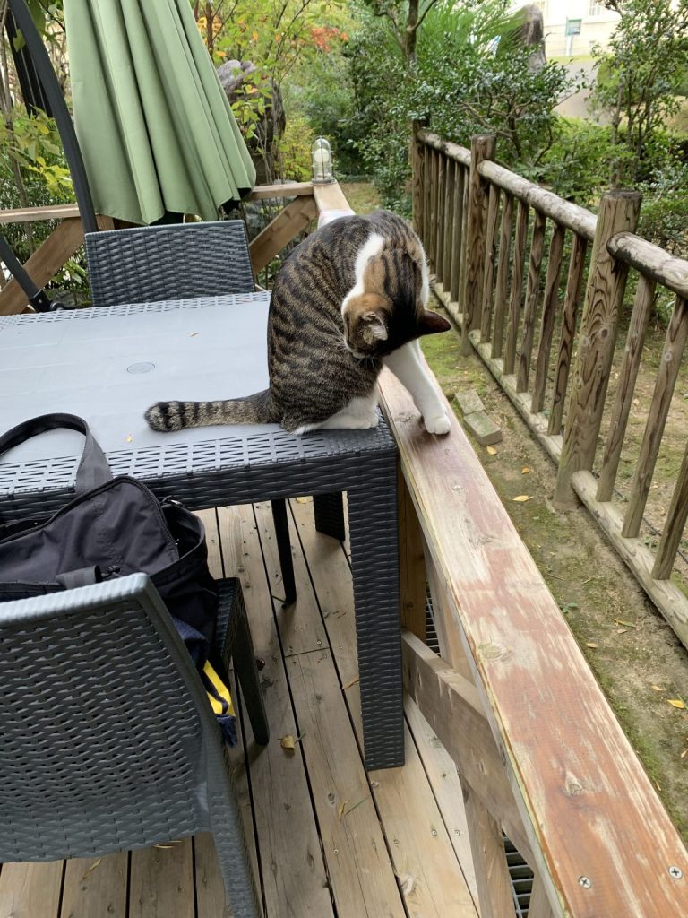 漱石珈琲店 愛松亭の猫