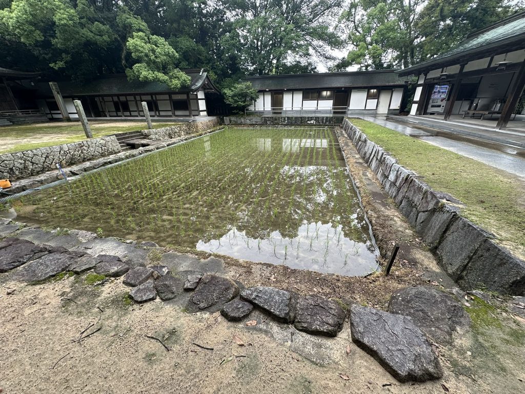 大山祇神社抜穂祭写真
