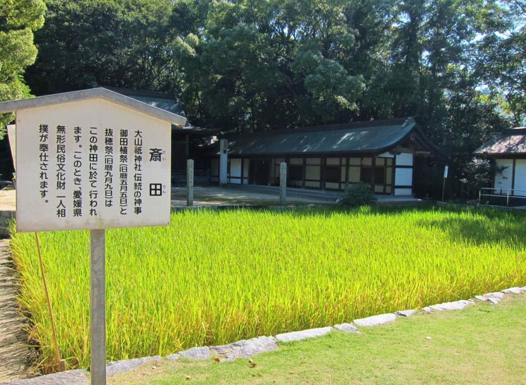 大山祇神社抜穂祭写真